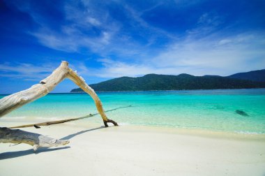 Long tree branch on the beach near the sea