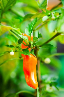 Acı biber bitkisinden toplanmaya hazır portakal jalapenosu. Yazın ortasında bir ev bahçesinde çekildi..