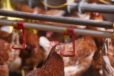 Waterer içme çiftlik tavuk bir ahırda