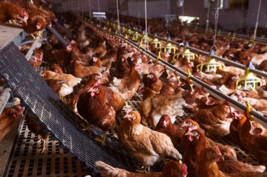 Bir ahırda, içme, yemek ve yumurta çiftliği tavuk