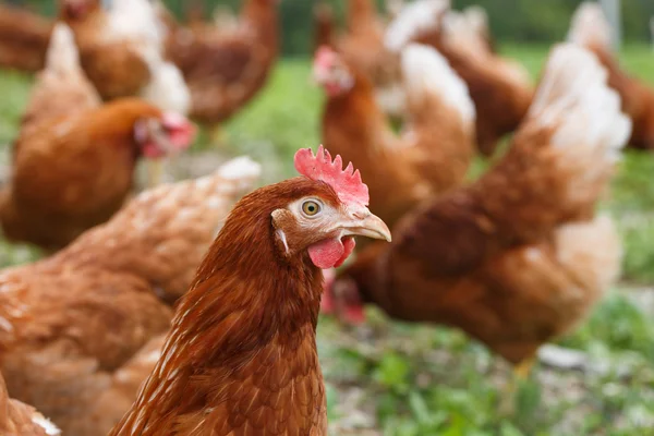 Gallinas de corral (pollo) en una granja ecológica —  Fotos de Stock