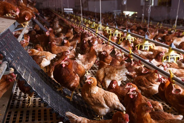 Granja de pollo en un granero, beber, comer y poner huevos — Foto de Stock