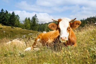 Freely grazing cow on an idyllic mountain pasture clipart