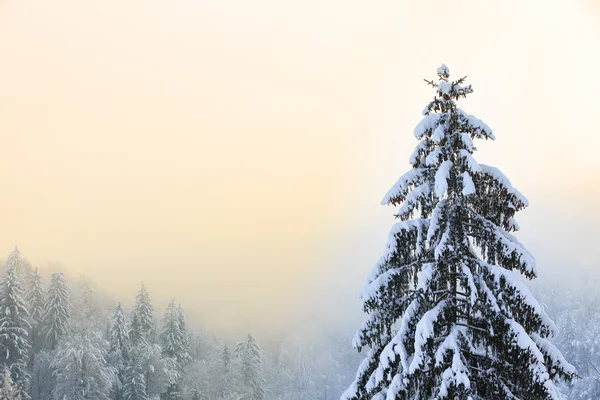 Paysage d'hiver avec épinette couverte de neige — Photo