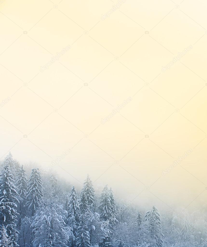 冬景色雪で覆われた針葉樹林 ストック写真 C Zlikovec