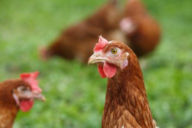 Organik bir çiftlikte serbest gezinen tavuklar (tavuk)