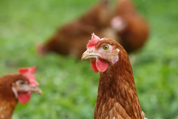 Vrije uitloop kippen (kip) op een biologische boerderij — Stockfoto