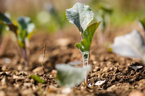 Plantele de conopidă în sol proaspăt arat și fertilizat — Fotografie, imagine de stoc