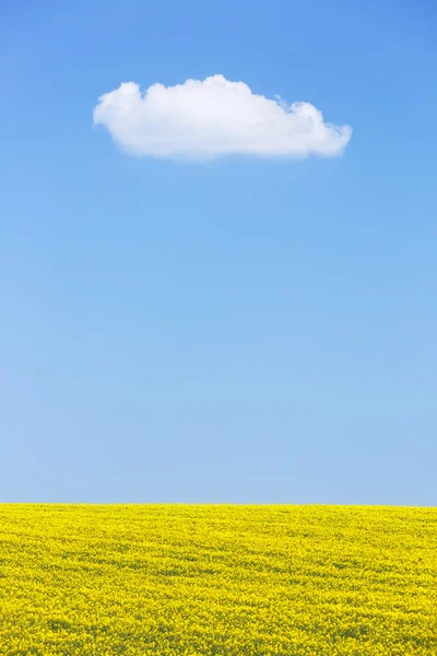 Naturalne tło pola rzepaku przeciw błękitne niebo — Zdjęcie stockowe