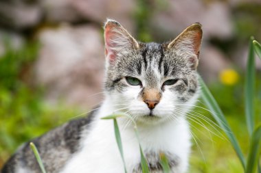 Doğada, özgürlük, bir uyanık zevk yerli kedi