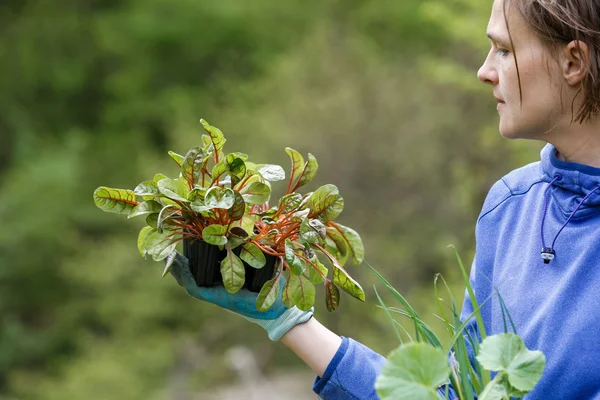 Mujer jardinero con plántulas preparadas para la siembra — Foto de Stock