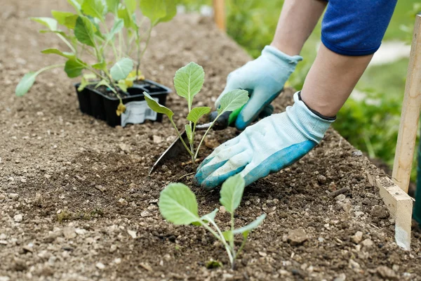 Gardener planting, plowing the broccoli seedlings in — Stock Photo, Image