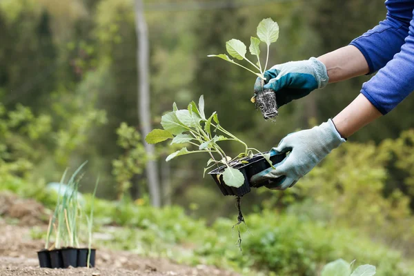 Jardinero plantación, arando las plántulas de brócoli en — Foto de Stock