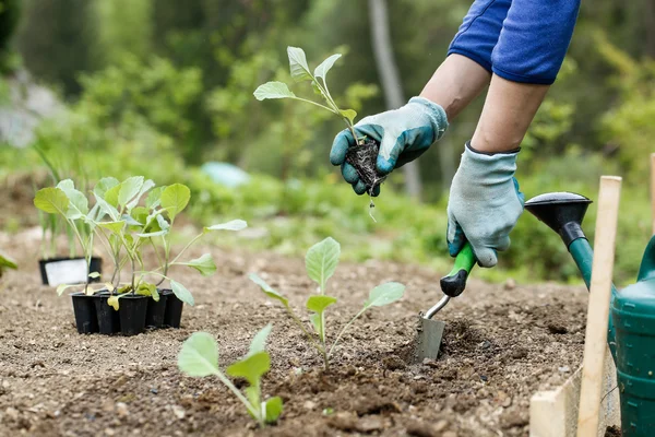 Gärtner pflanzt, pflügt die Brokkoli-Setzlinge in — Stockfoto