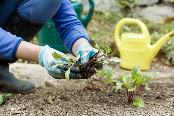 Jardinero separando y plantando plántulas de remolacha — Foto de Stock