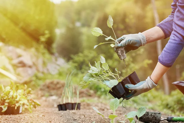 Gärtner pflanzt, pflügt die Brokkoli-Setzlinge in — Stockfoto