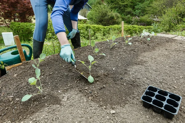 Gärtner pflanzt, pflügt die Brokkoli-Setzlinge in — Stockfoto