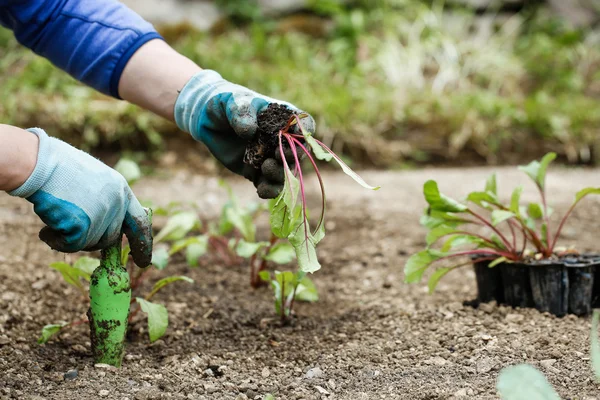 Gärtner pflanzt Rote-Beete-Setzlinge — Stockfoto