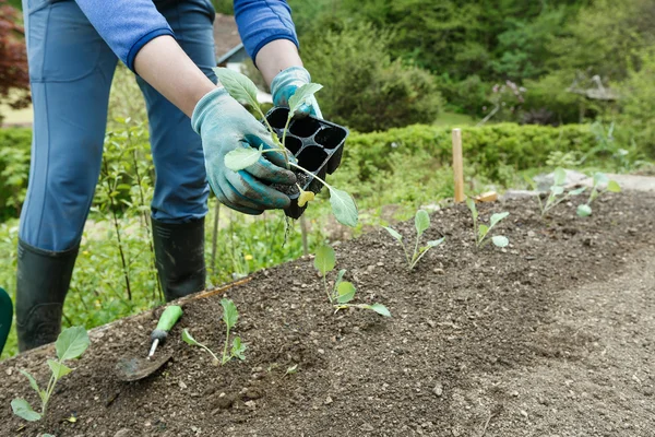 Jardinero plantación, arando las plántulas de brócoli en — Foto de Stock