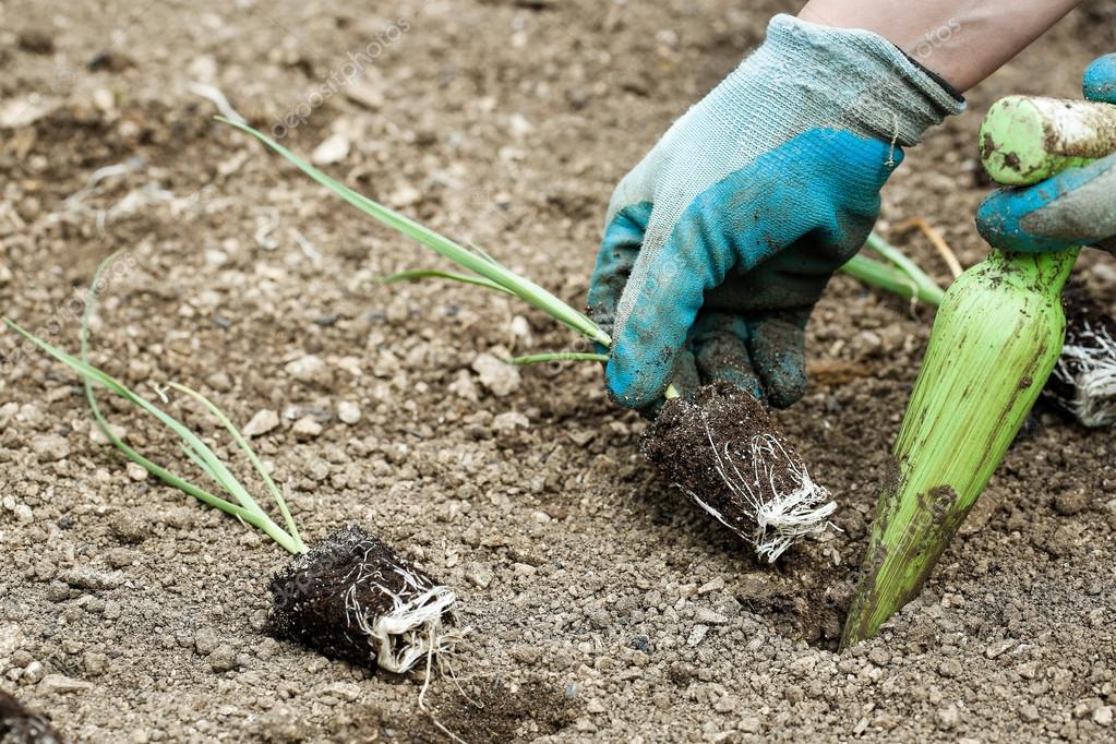 Gardener planting leek seedlings Stock Photo by ©zlikovec 110990052