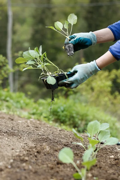 Gärtner pflanzt, pflügt die Brokkoli-Setzlinge in — Stockfoto