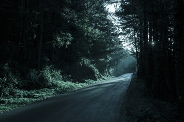Boş yol basık ışık ile karanlık orman