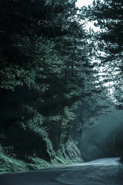 Floresta escura com estrada vazia em retroiluminação — Fotografia de Stock