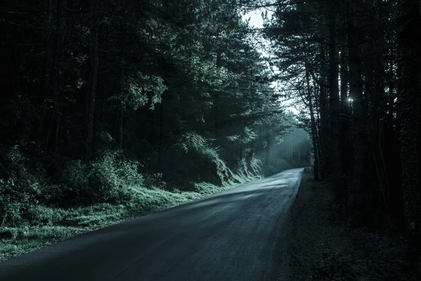 Floresta escura com estrada vazia em retroiluminação — Fotografia de Stock