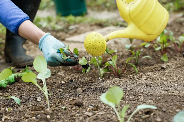 Gärtner gießt und düngt frisch gepflanzte Setzlinge — Stockfoto