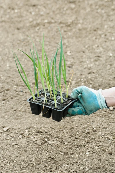 Semis de poireaux en pot, préparés pour la plantation — Photo