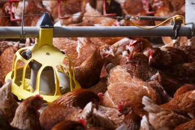Bir ahırda otomatik bir besleyici yemek çiftliği tavuk