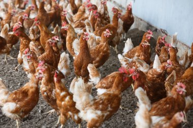 Ekmek arası tavuk dışında serbestçe otlatma