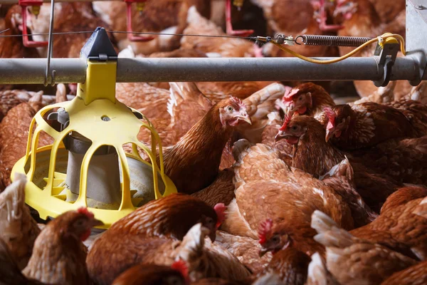 Poulet de ferme dans une grange, manger à partir d'une mangeoire automatique — Photo