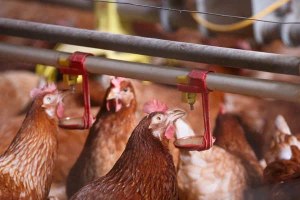 Poulet de ferme dans une grange, buvant de l'eau — Photo