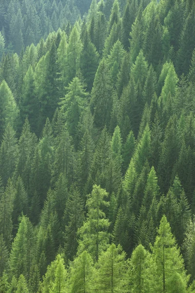 Gesunde grüne Bäume in einem Wald aus alten Fichten, Tannen und Kiefern — Stockfoto