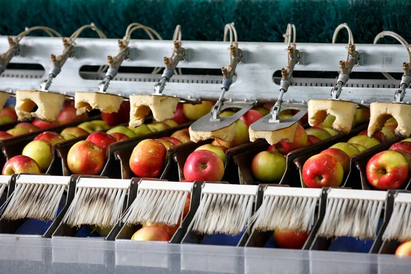 Clean and fresh apples on conveyor belt — Stock Photo, Image