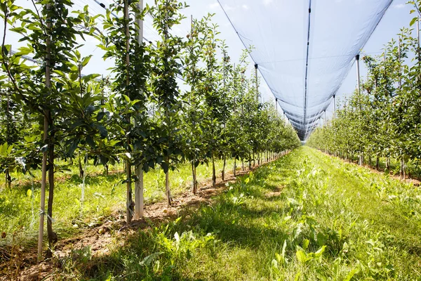 与成熟的苹果生长在树上的苹果果园 — 图库照片