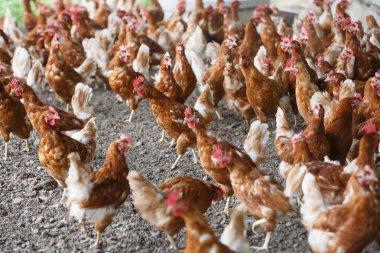 Ekmek arası tavuk dışında serbestçe otlatma