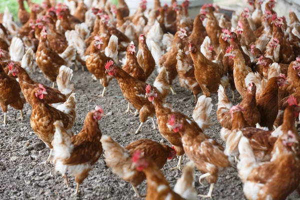 Pollo de campo libre pastando libremente afuera — Foto de Stock