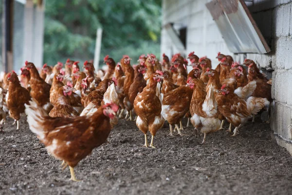 Free-range chicken freely grazing outside — Stock Photo, Image