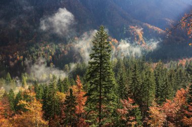 Dağ iğne yapraklı ve yaprak döken orman sonbahar renkleri