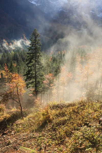 Barr- och lövskog bergskog i höstfärger — Stockfoto