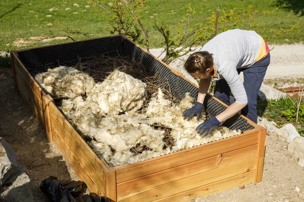 Mujer Preparando Capas Una Nueva Cama Jardín Elevada Lana Cruda Imagen de archivo