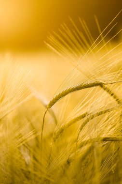 Altın kızdırma alanında arpa