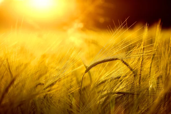 Barley field in golden glow — Stock Photo, Image