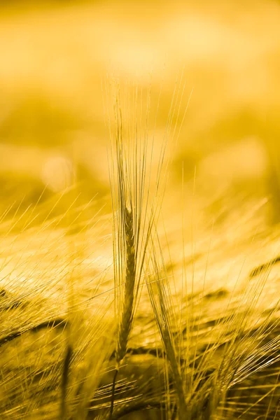 Close up of barley stem — Stock Photo, Image