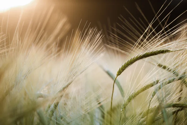 Vintage barley field — Stock Photo, Image