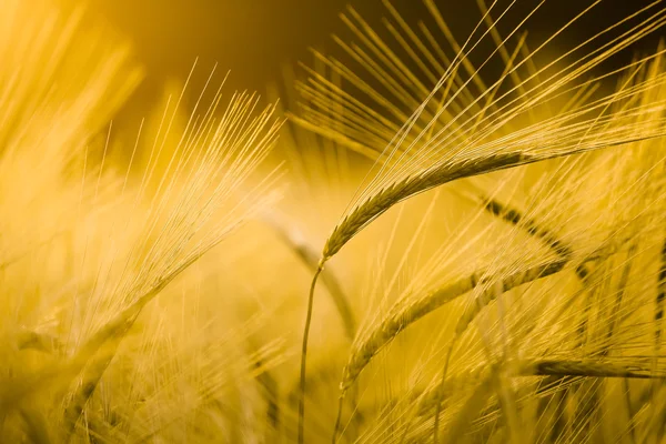 Detail of barley field — Stock Photo, Image