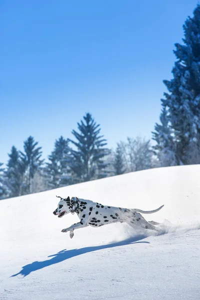 Dalmatian dog — Stock Photo, Image