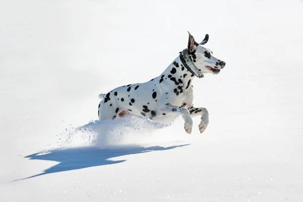 Dalmatian dog — Stock Photo, Image